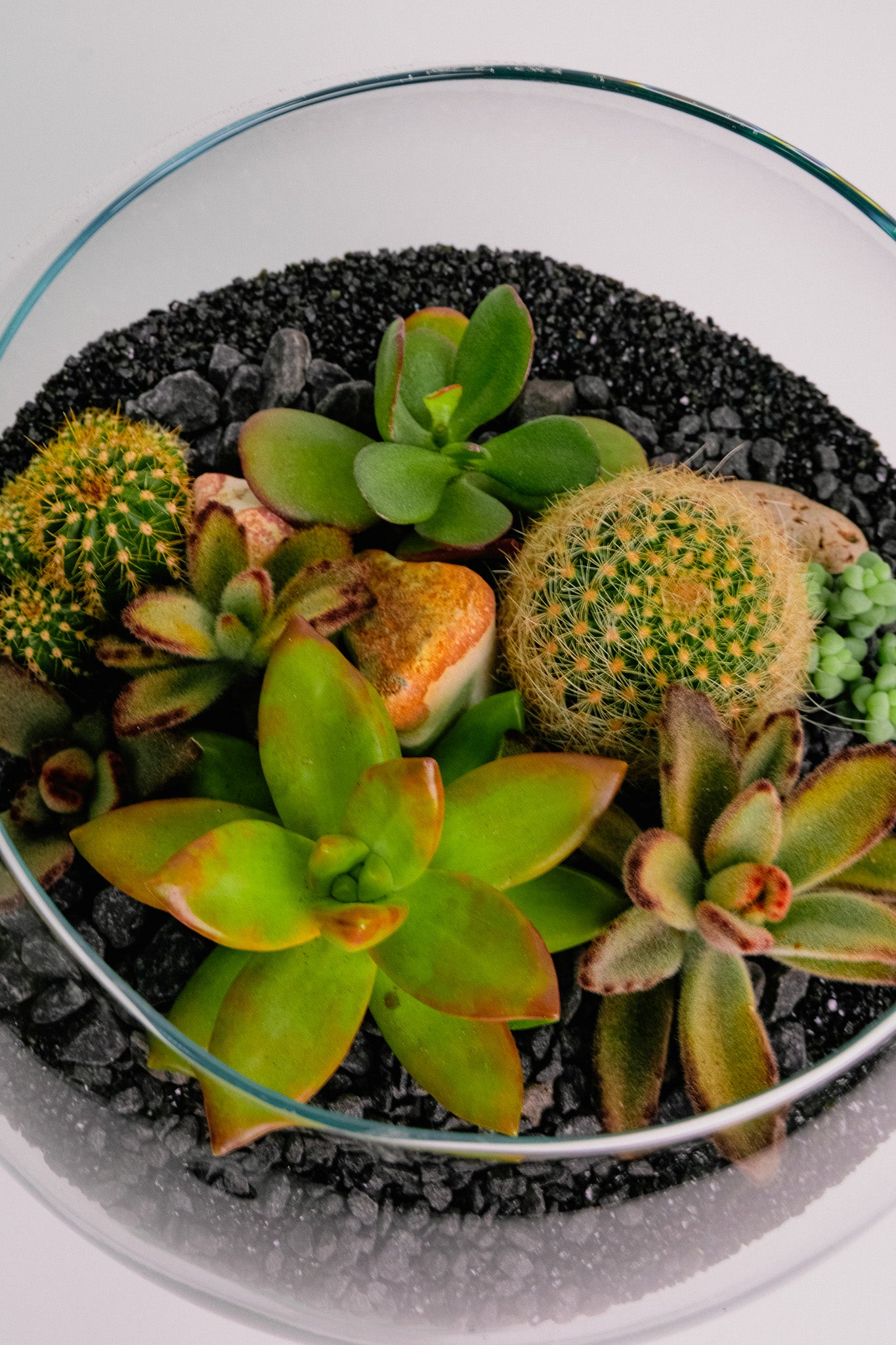 Terariu Suc Cacti Negru
