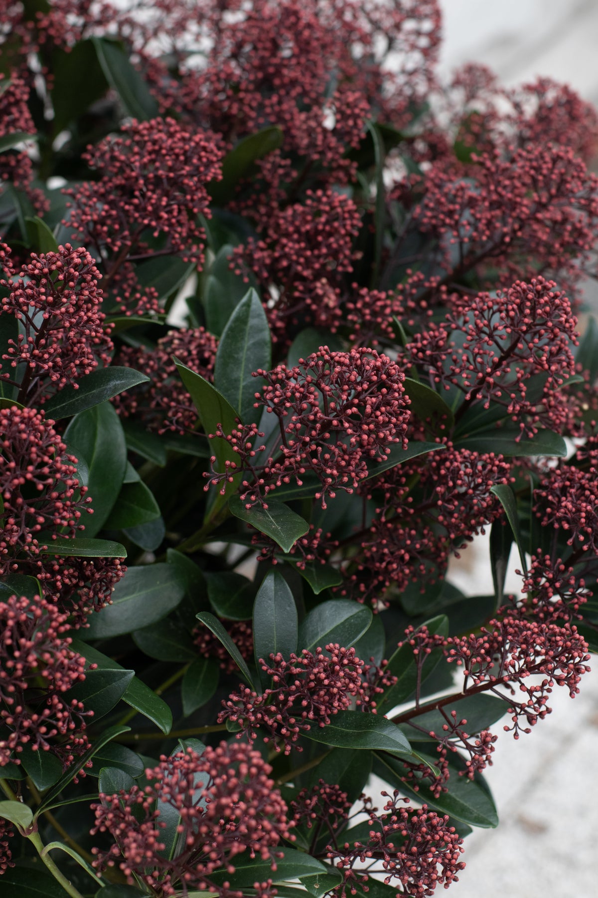 Skimmia Japonica