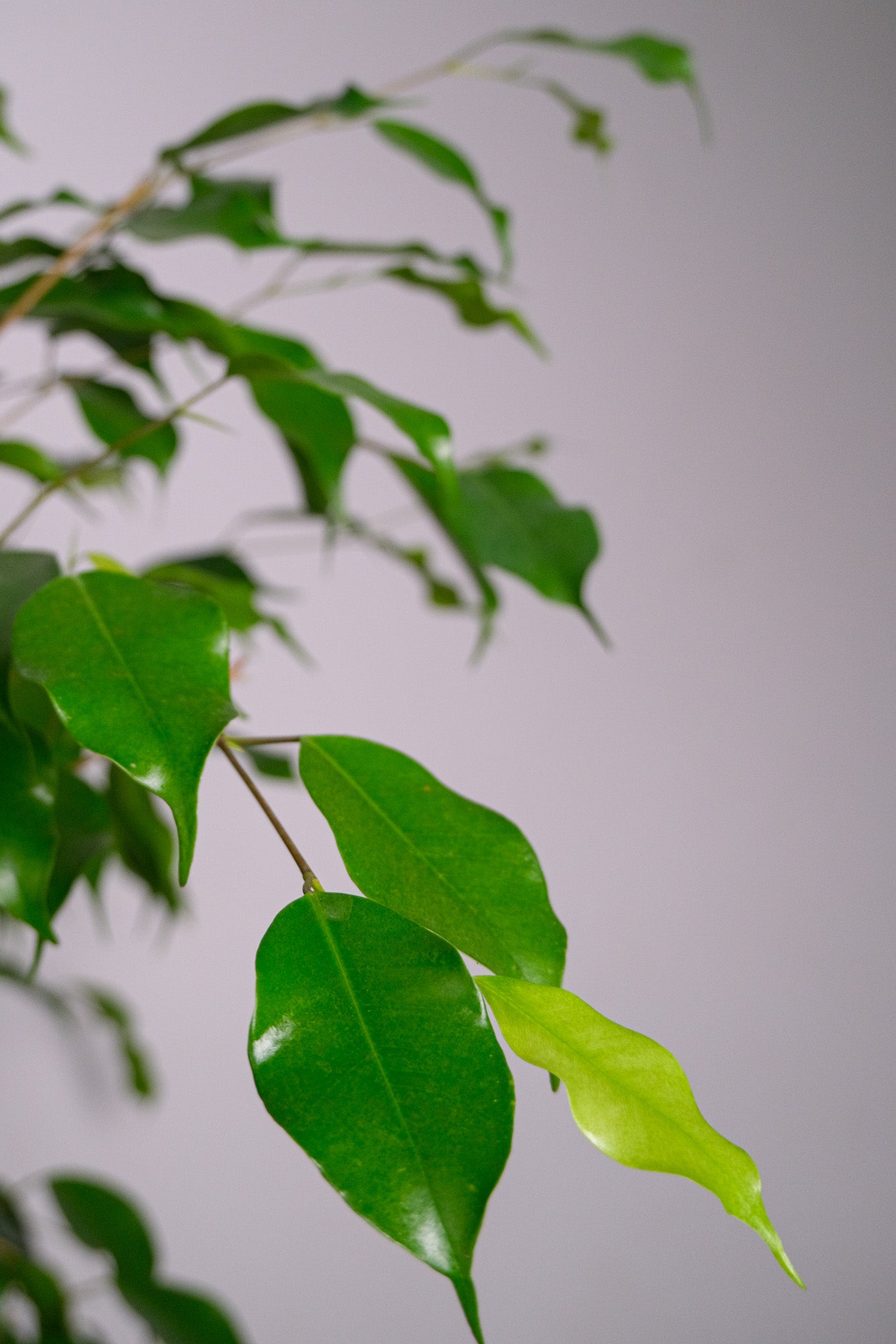 Ficus Be Exotica Cilinder