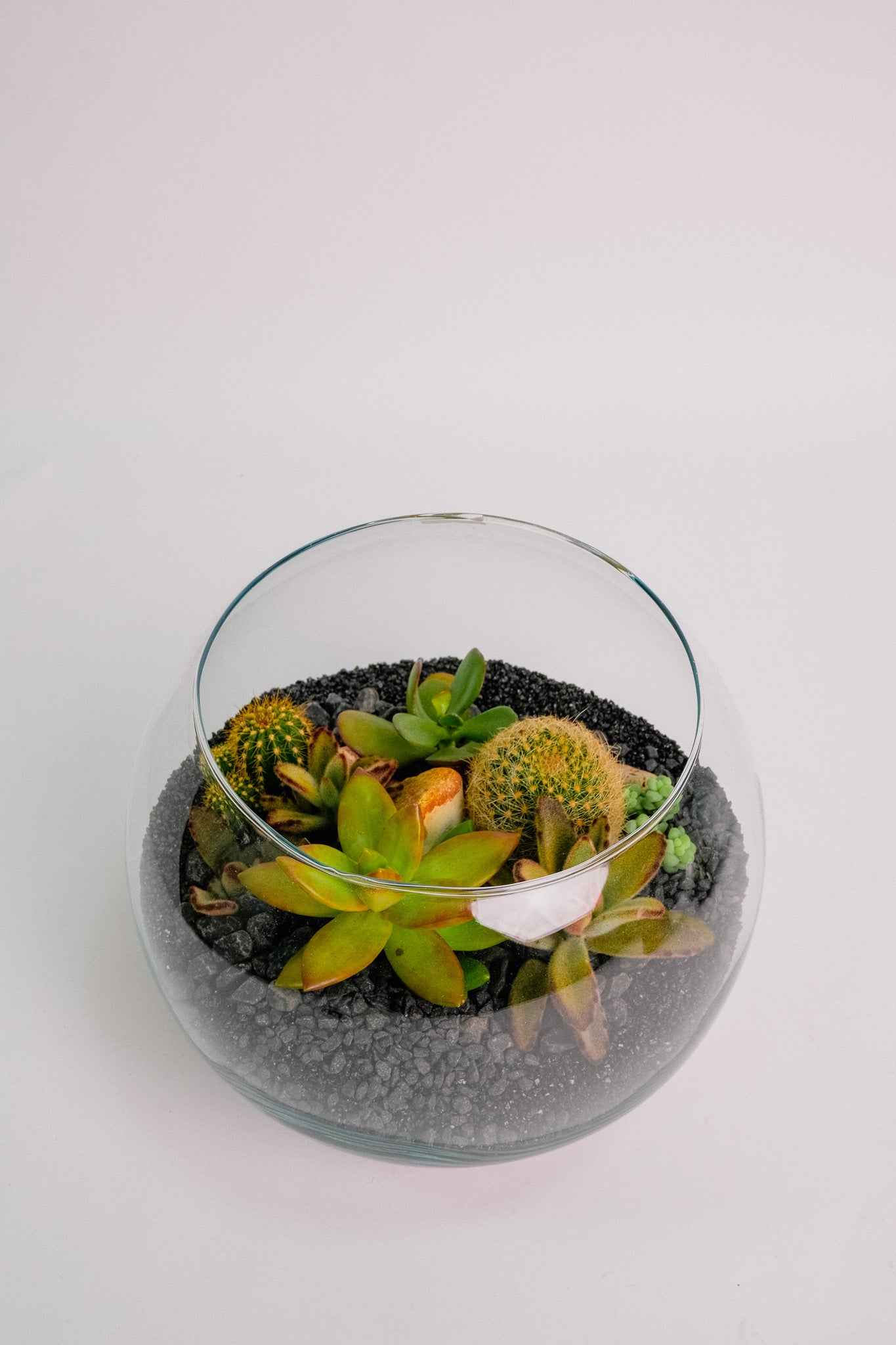 Terariu Suc Cacti Negru