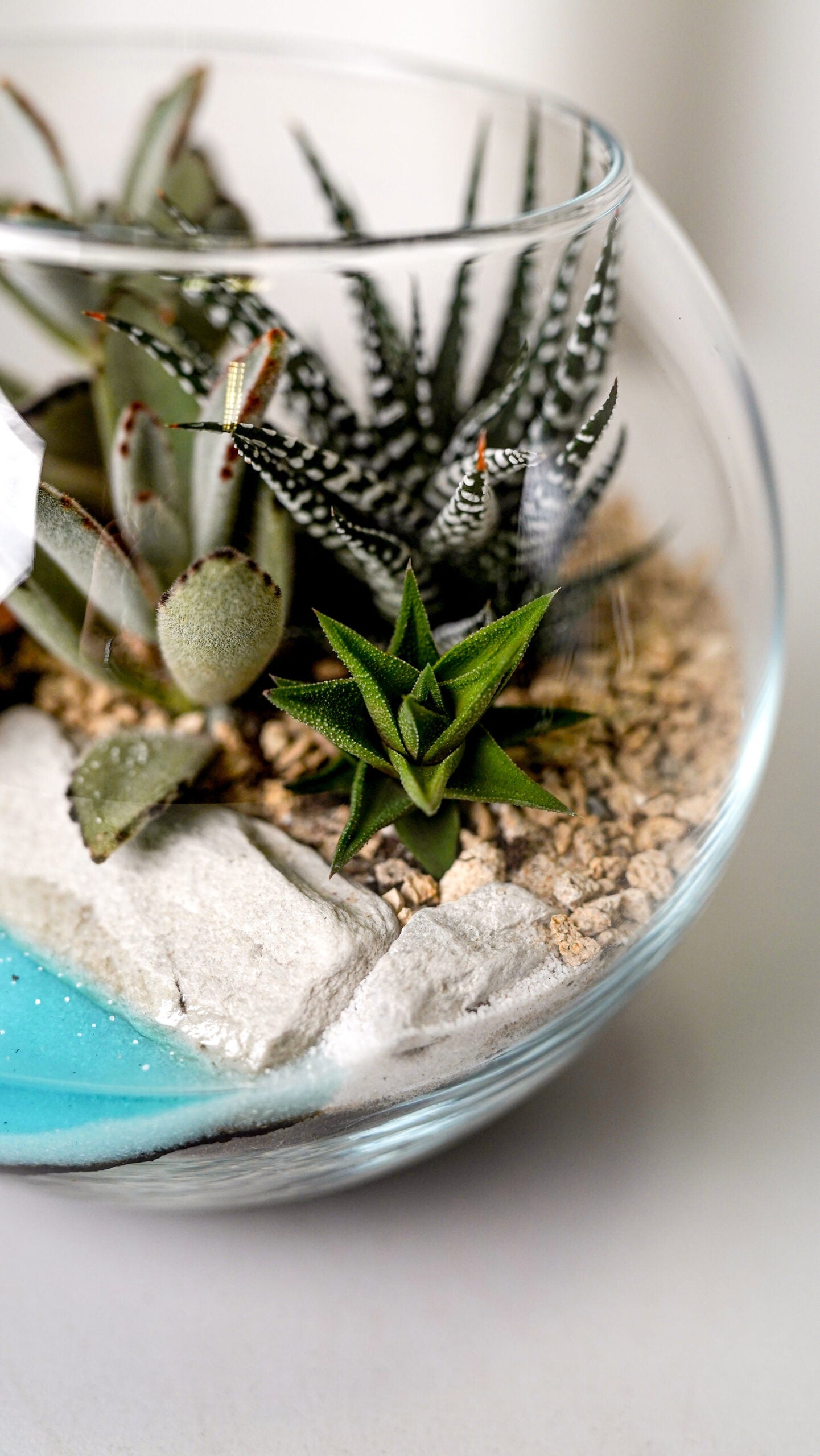 Terariu Suc Cacti Marimo