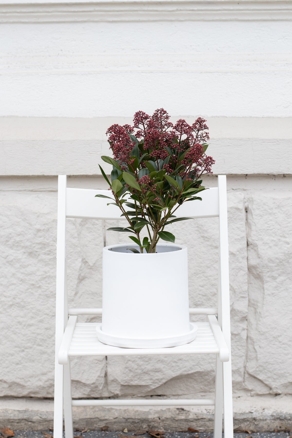 Skimmia Japonica