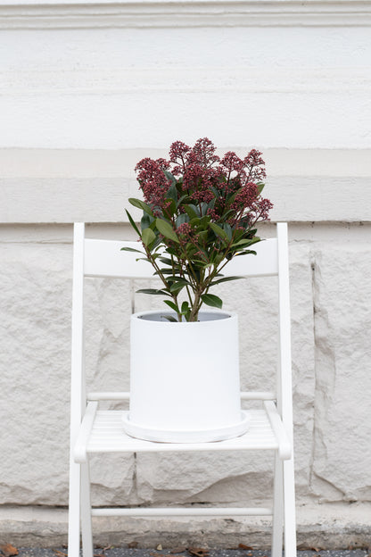 Skimmia Japonica