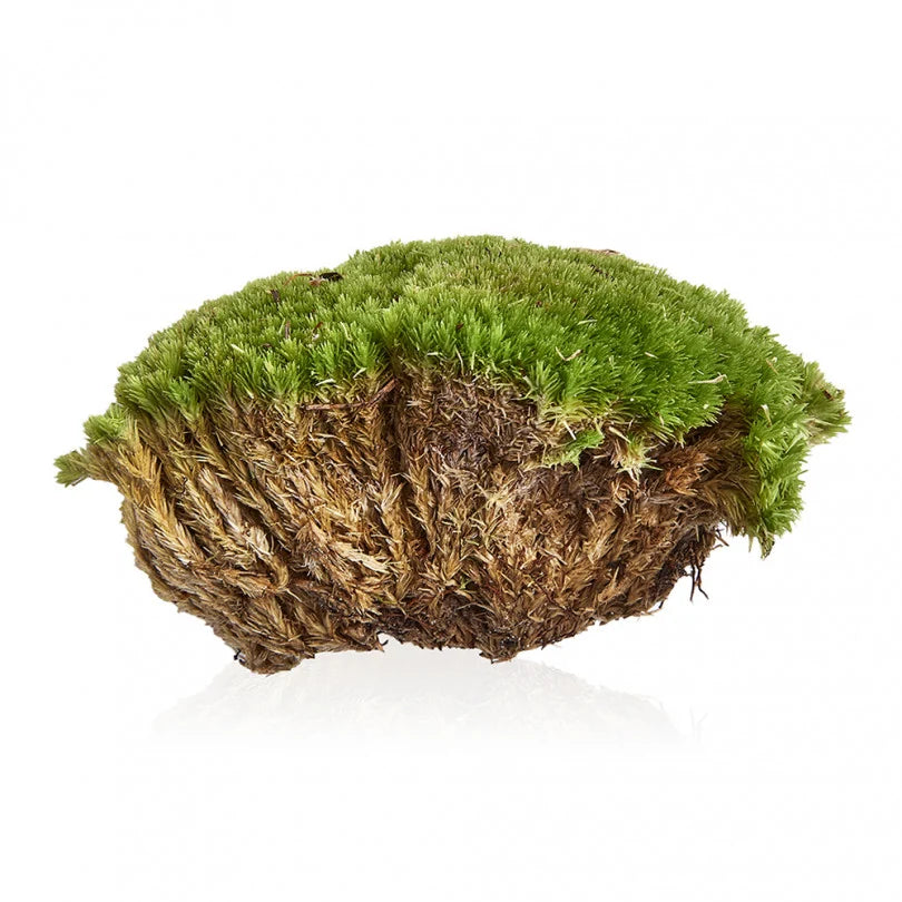 Mușchi Decor