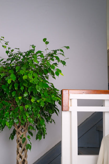 Ficus Be Exotica Cilinder