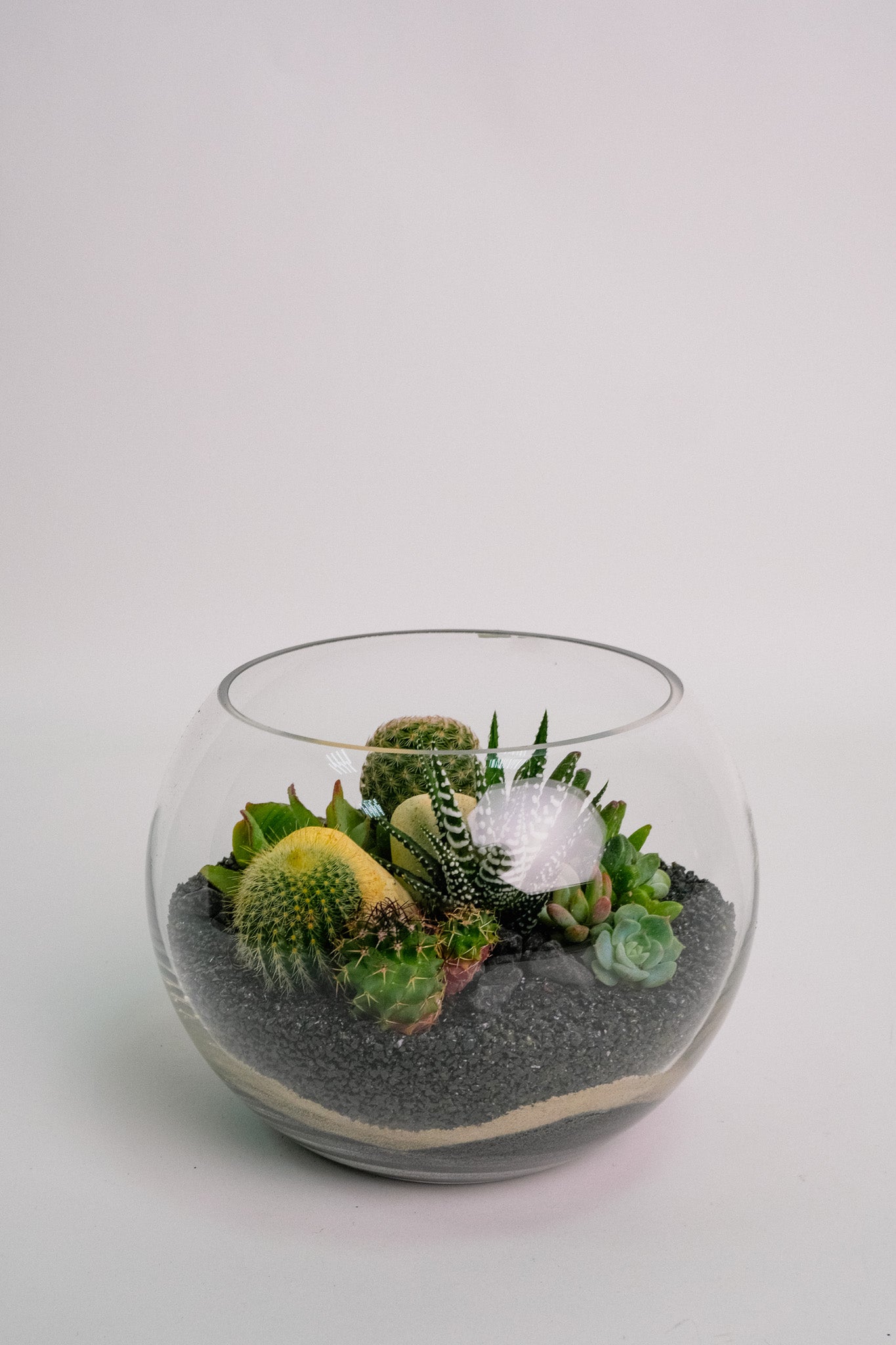 Terariu Suc Cacti Negru