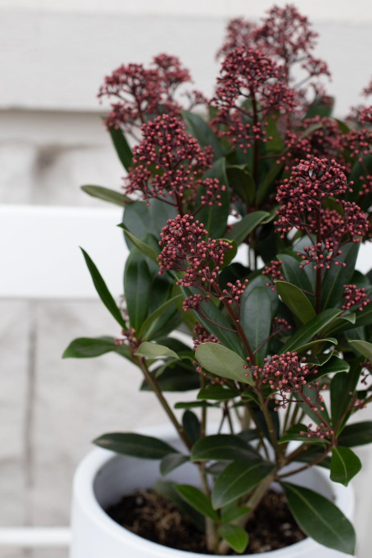 Skimmia Japonica
