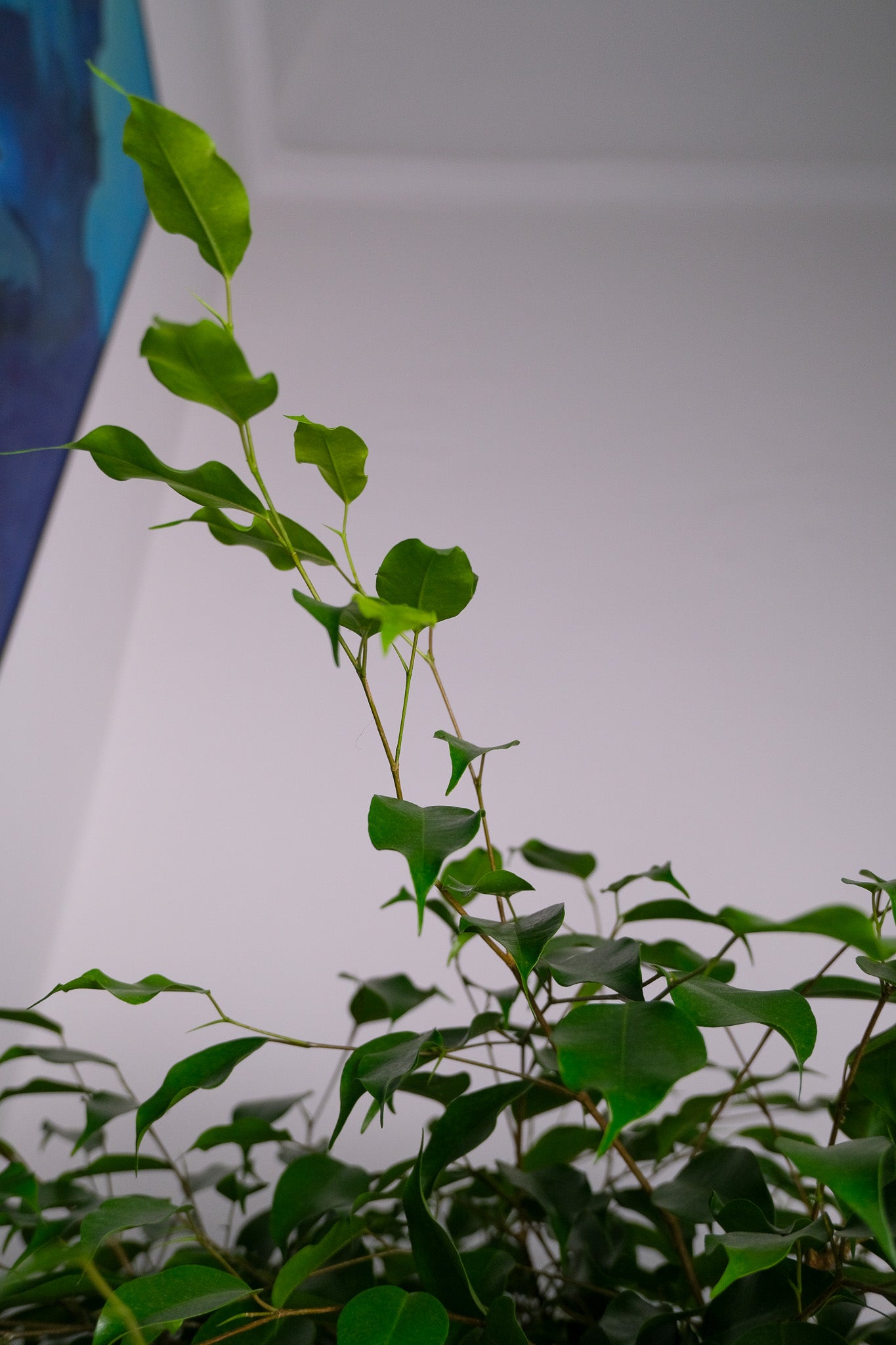 Ficus Be Exotica Cilinder