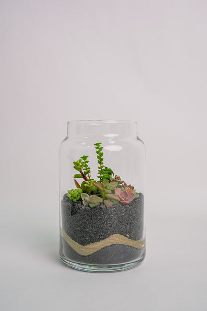 Terariu Suc Cacti Negru