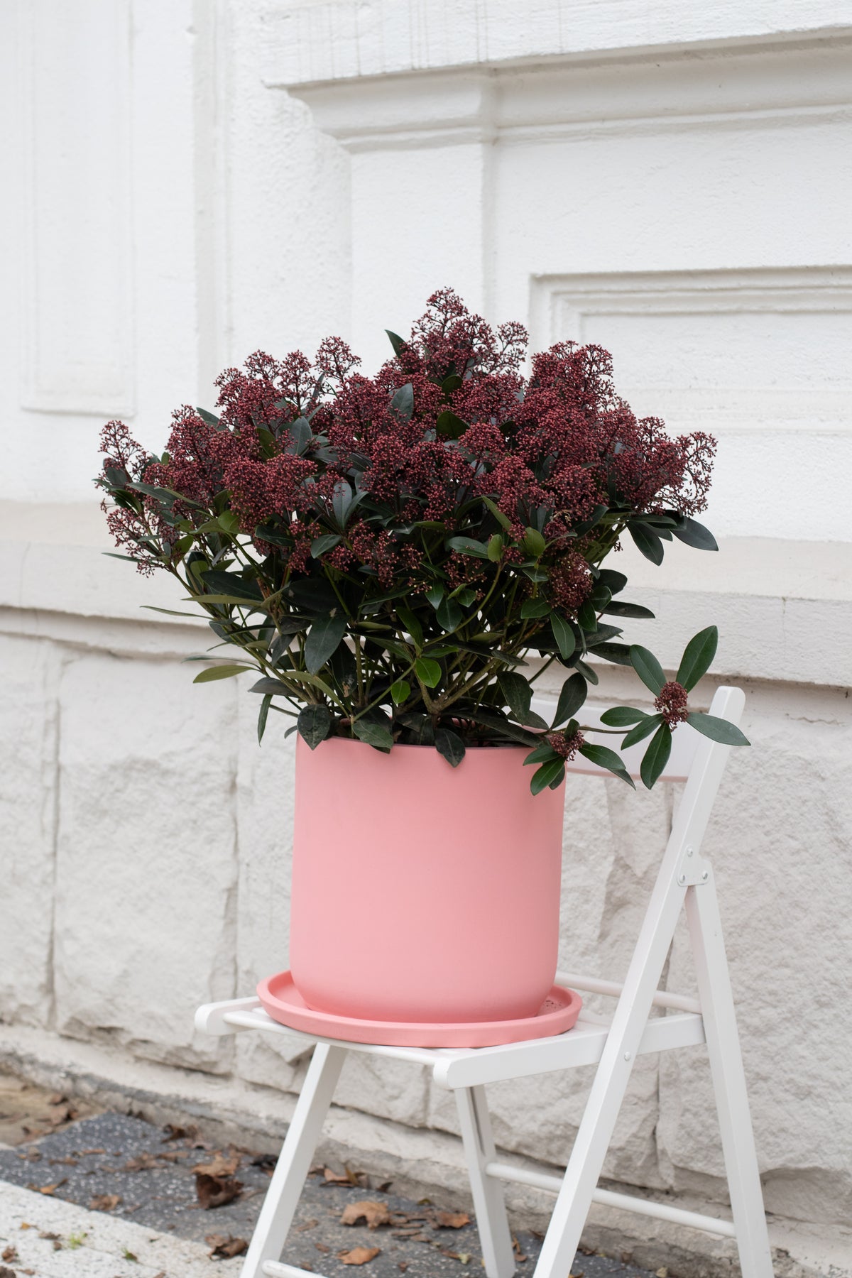 Skimmia Japonica