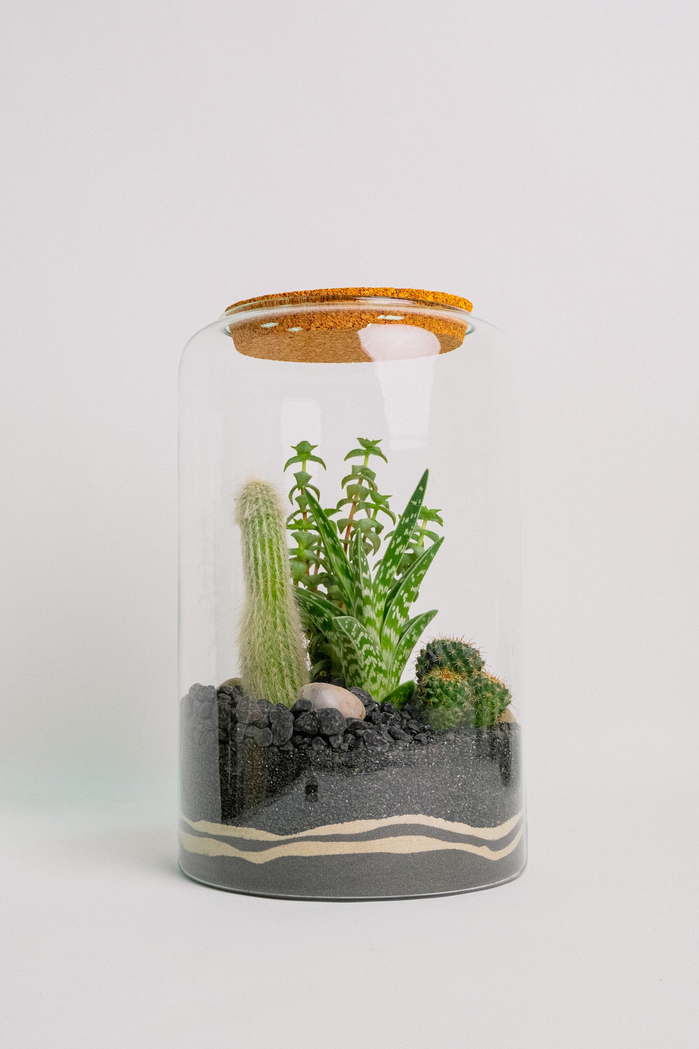 Terariu Suc Cacti Negru
