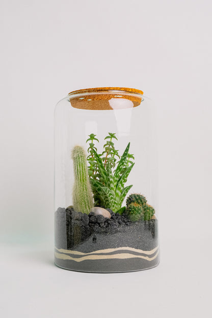 Terariu Suc Cacti Negru