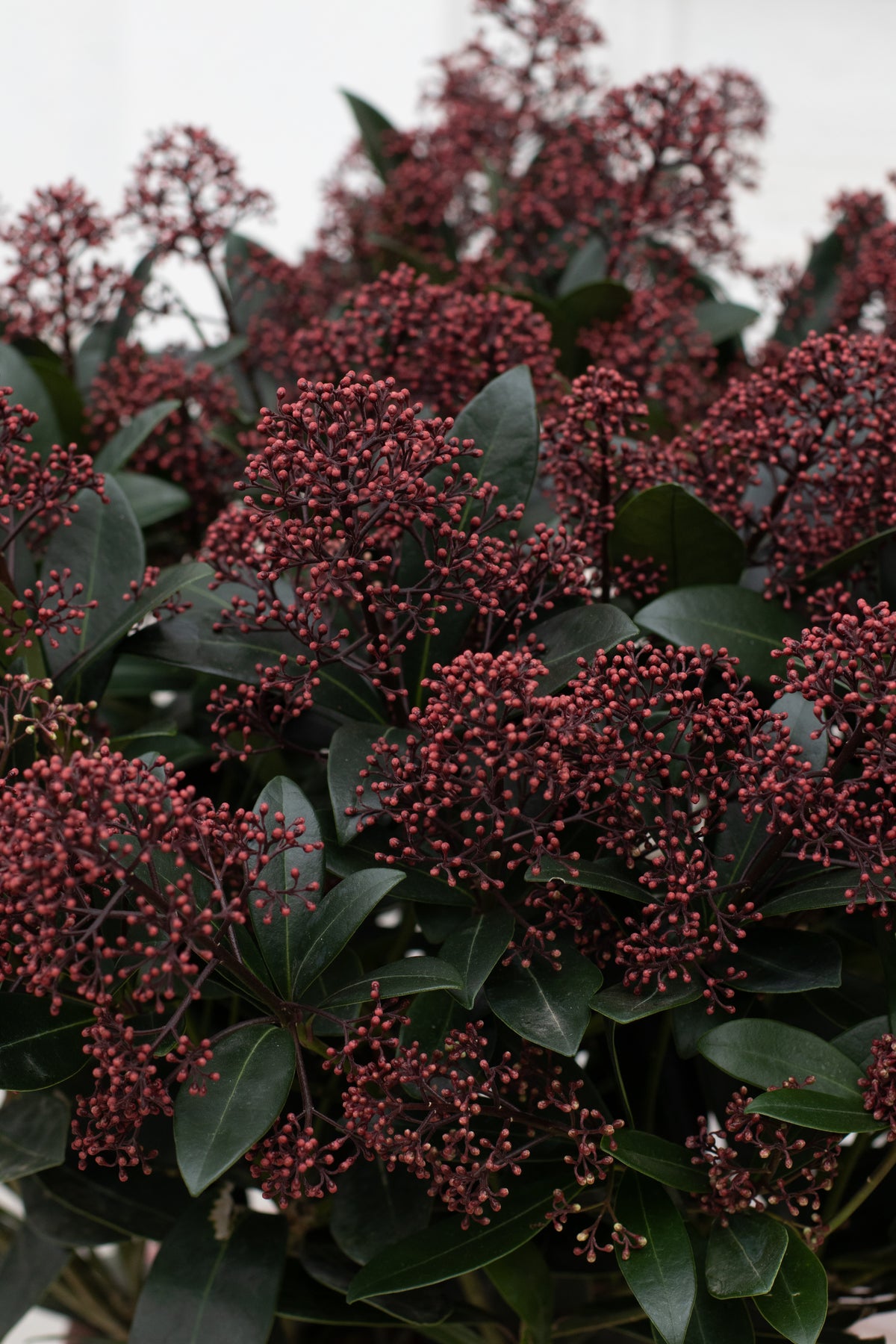 Skimmia Japonica