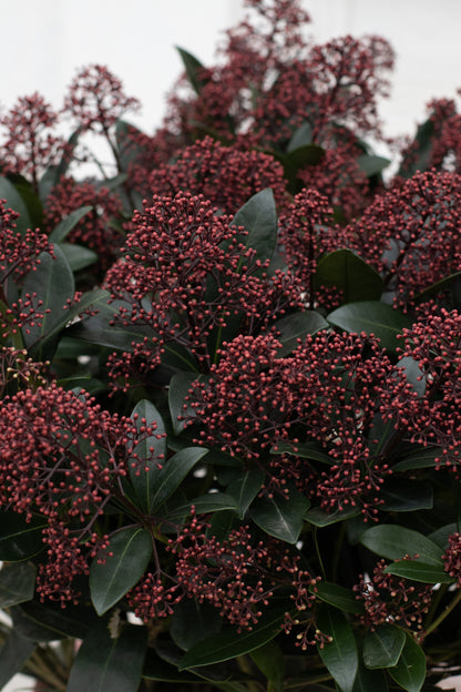 Skimmia Japonica