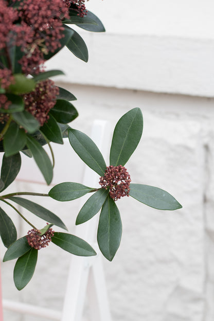 Skimmia Japonica