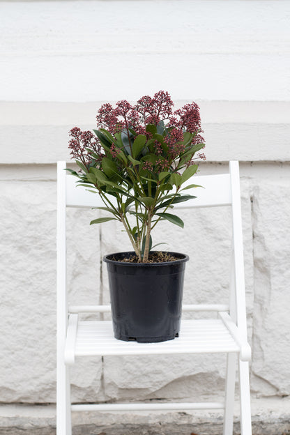 Skimmia Japonica