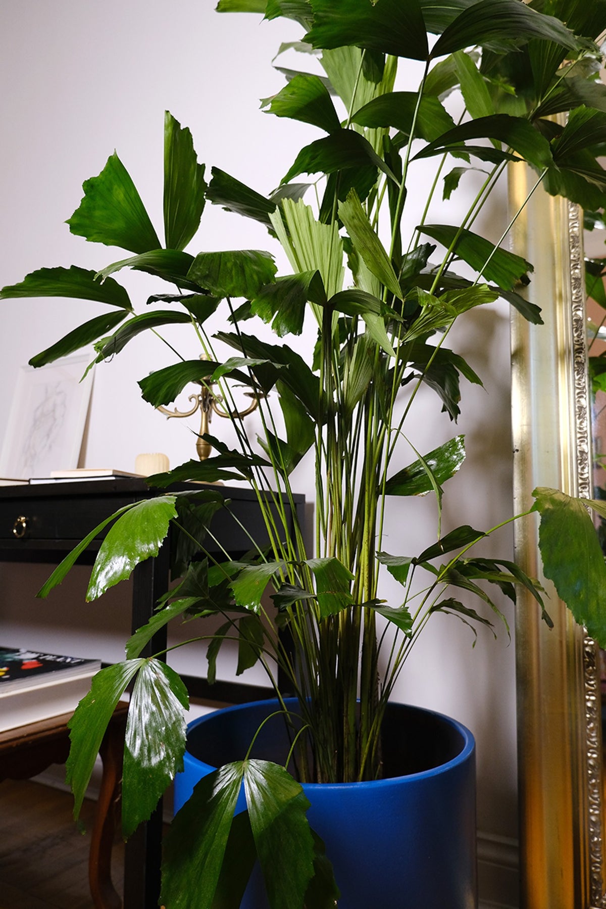 Apartament privat Radion