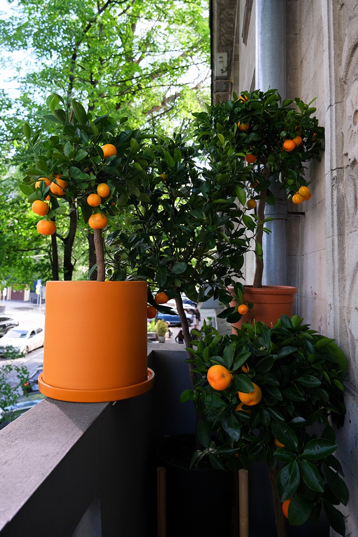 Apartament privat Radion