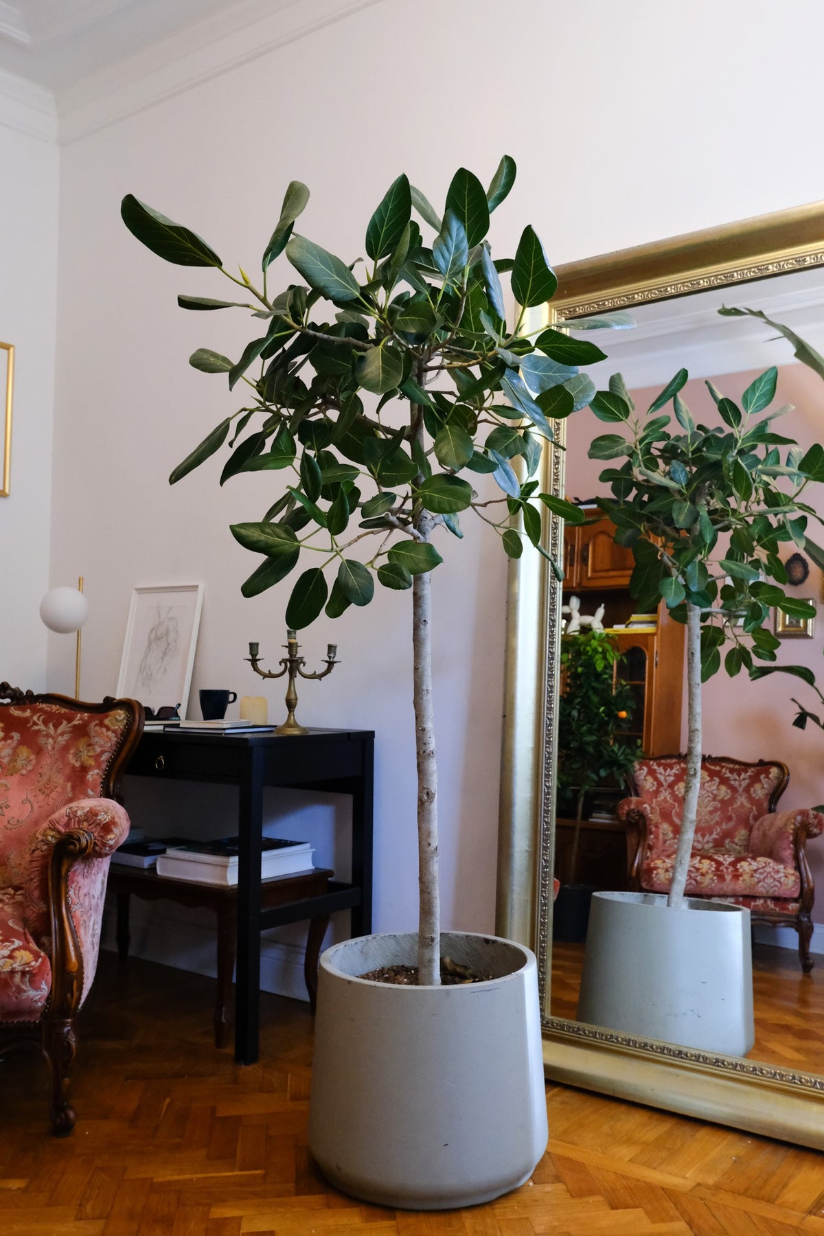 Apartament privat Radion