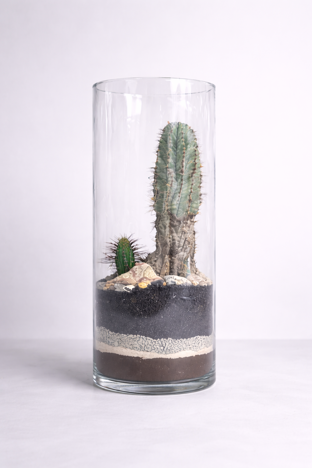 Terariu Suculente Cacti Cilindru