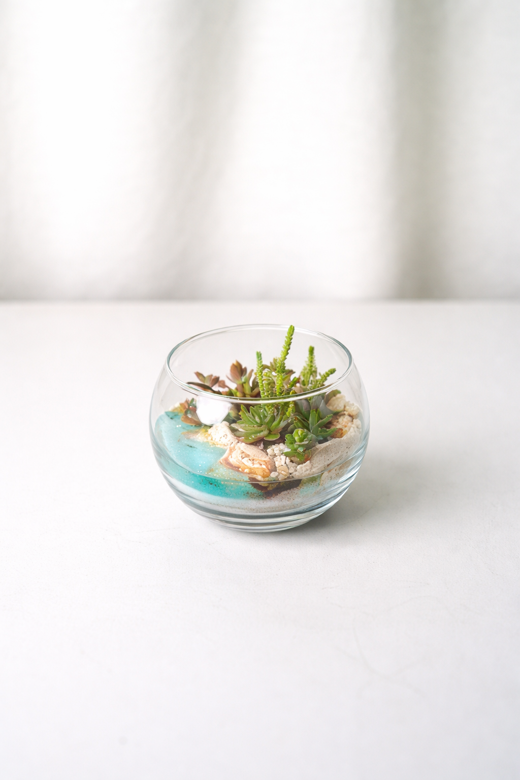 Terariu Suculente Cacti Marimo