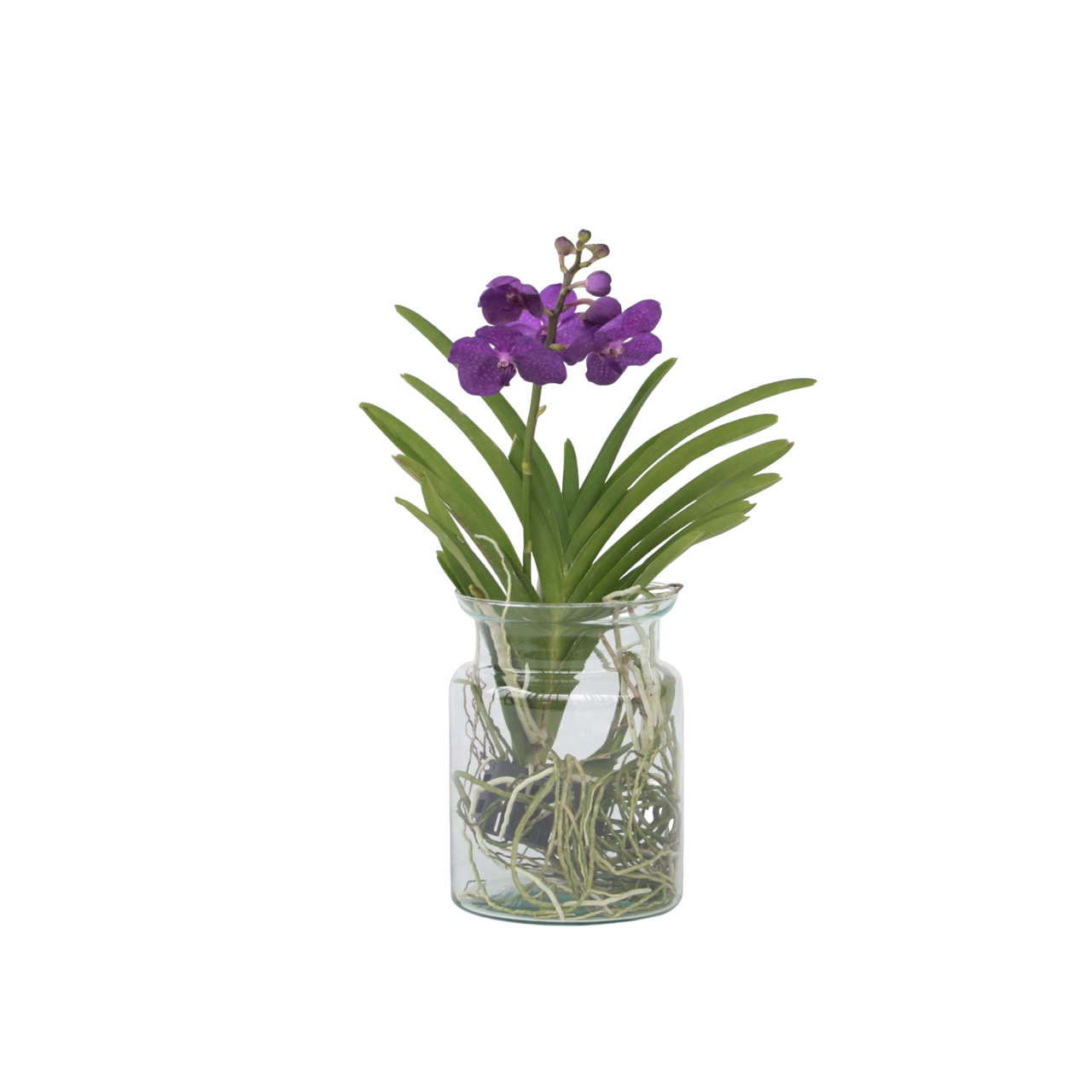 Vanda Mix Sticlă