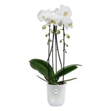 Vibes fold orchid high