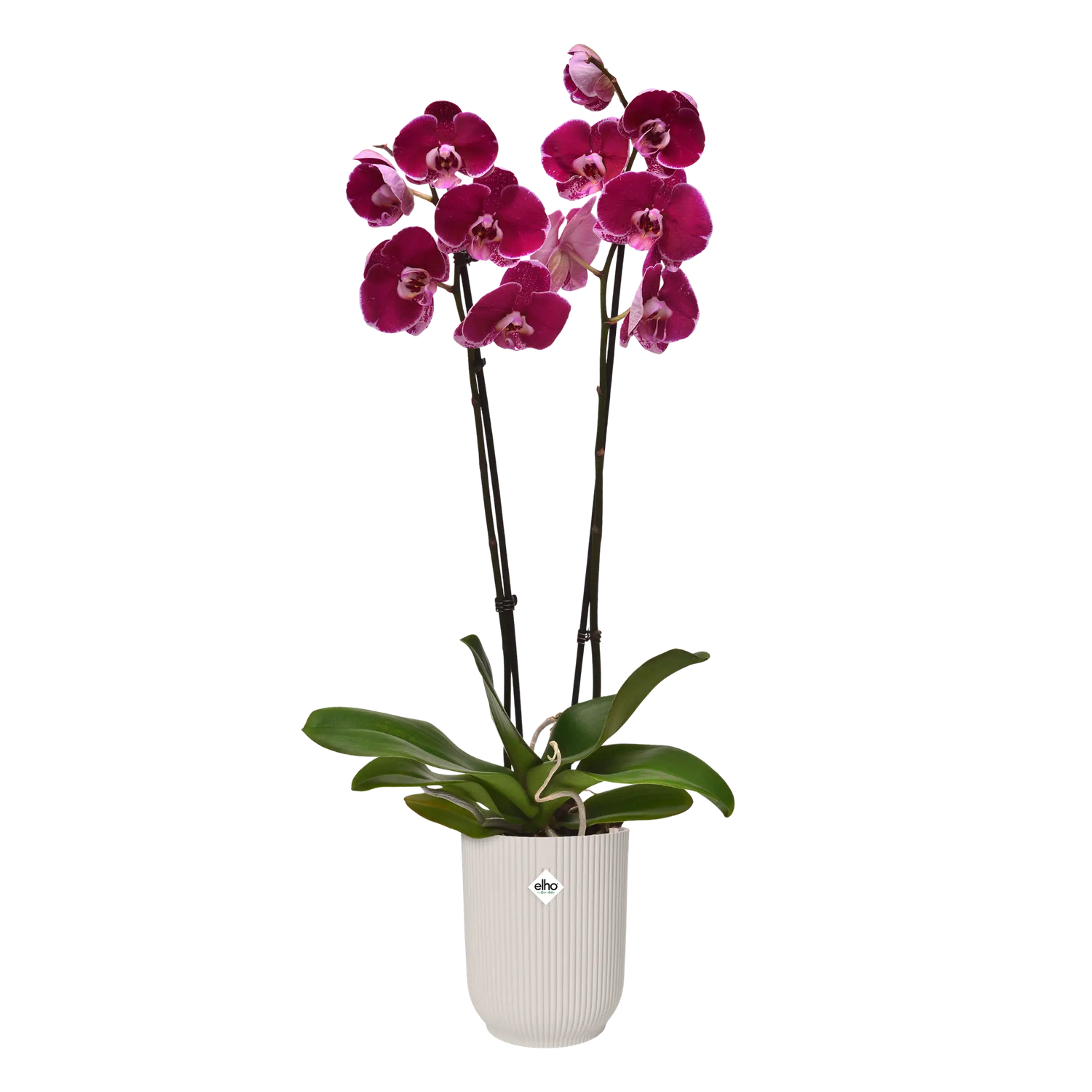 Vibes fold orchid high