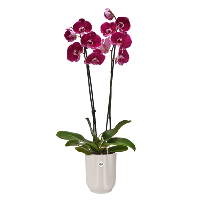 Vibes fold orchid high