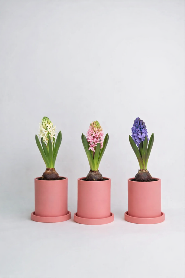 Hyacinthus Mix