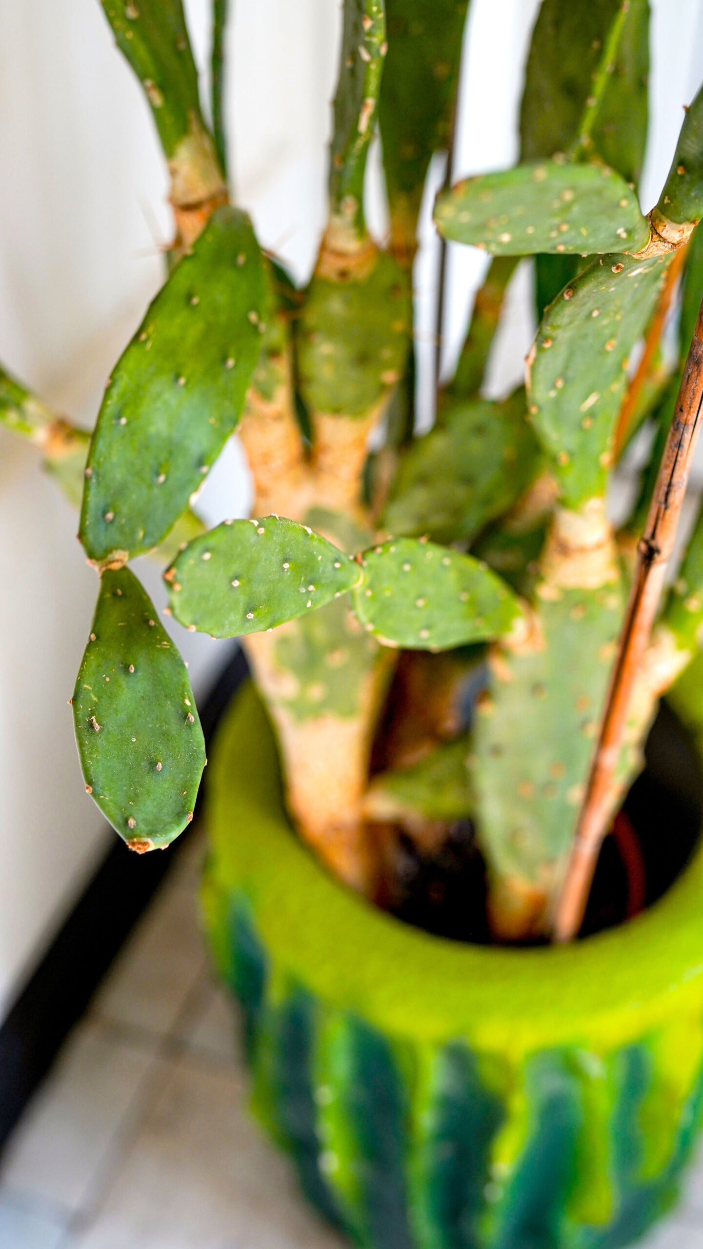 Opuntia Vulgaris - Floral Soul