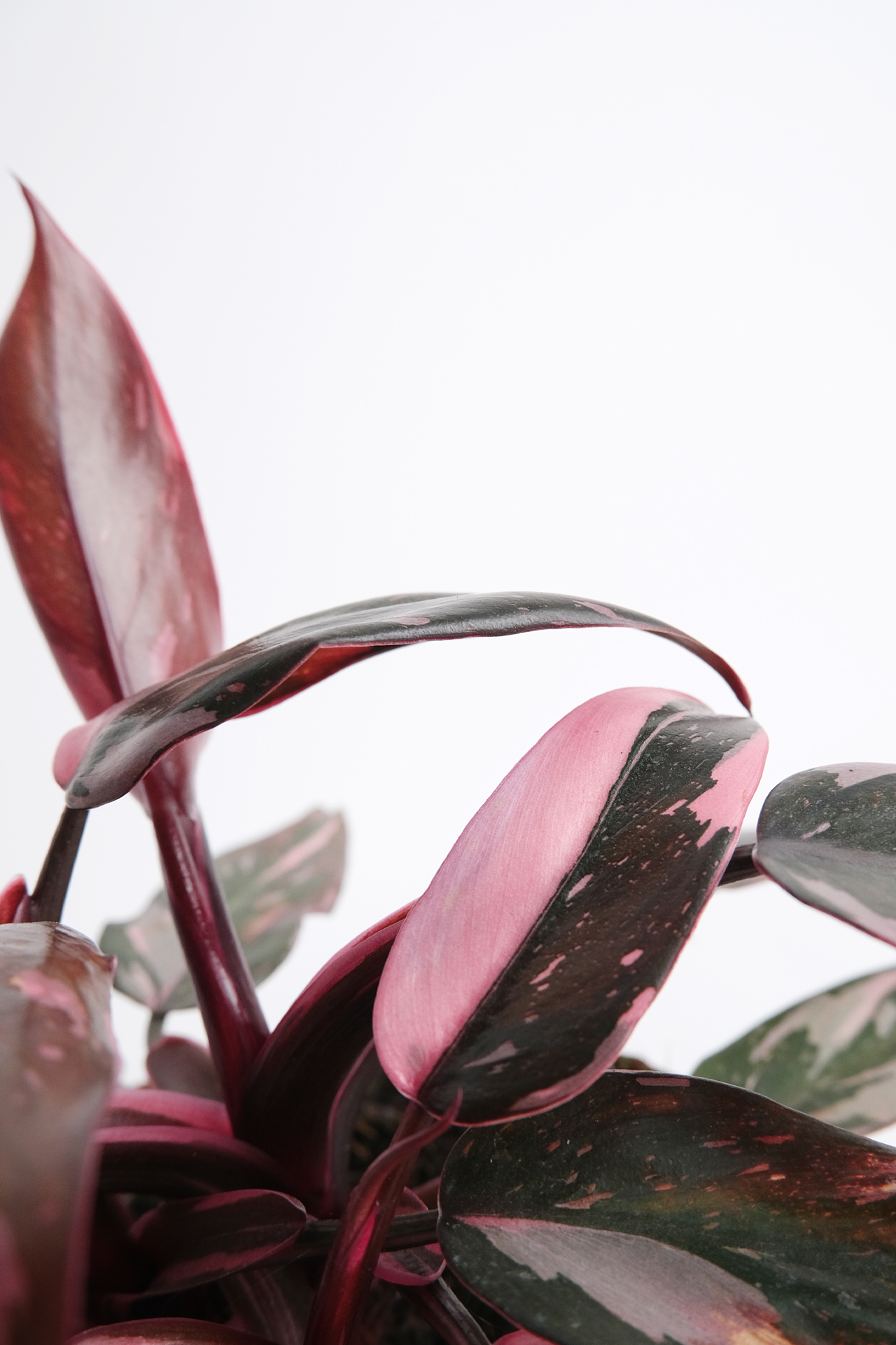 01_Philodendron Pink Princess