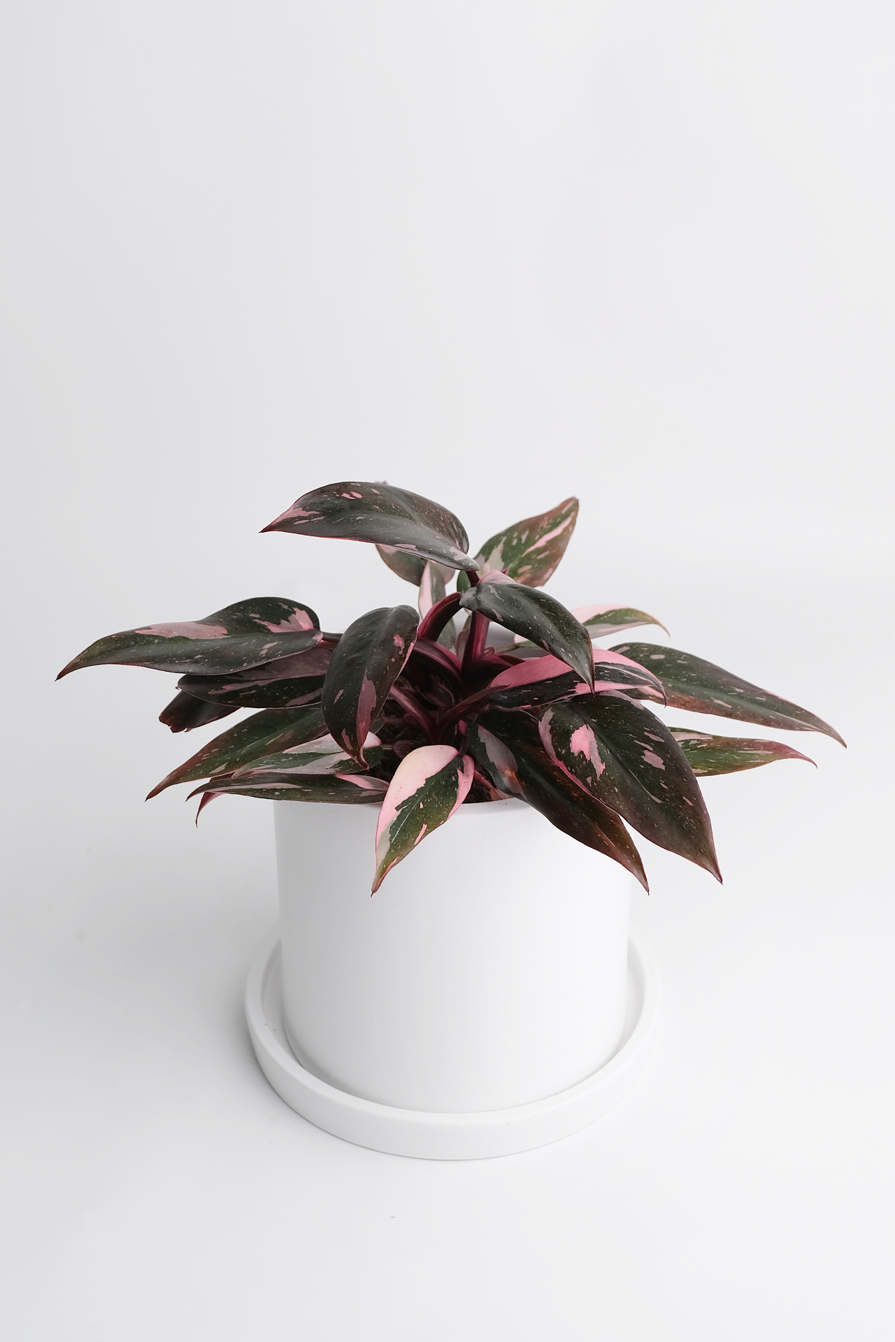 04_Philodendron Pink Princess