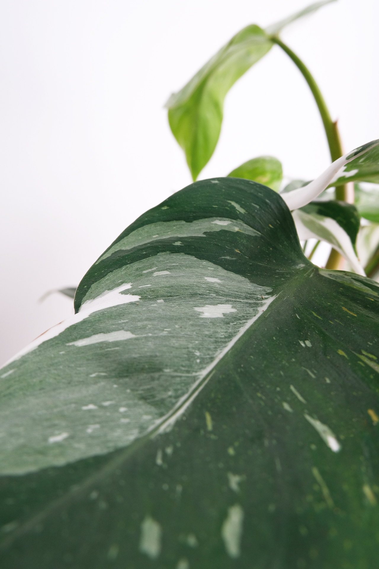 04_Philodendron White Knight