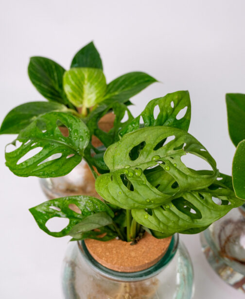 10_mix plante Sticlă