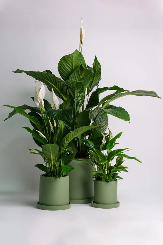 Spathiphyllum
