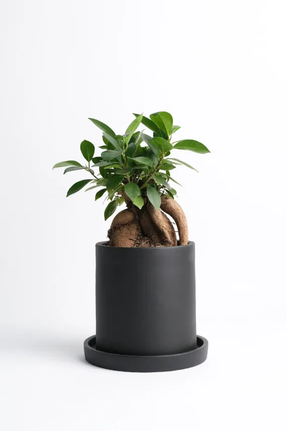 Ficus Ginseng