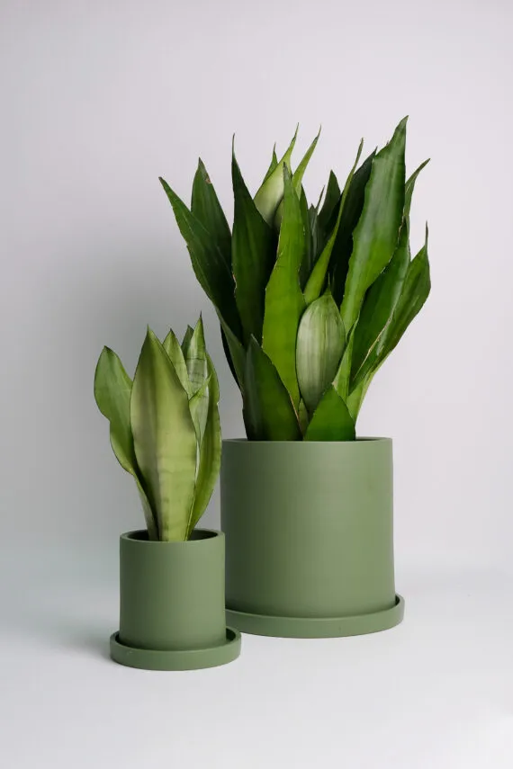 Sansevieria Moonshine