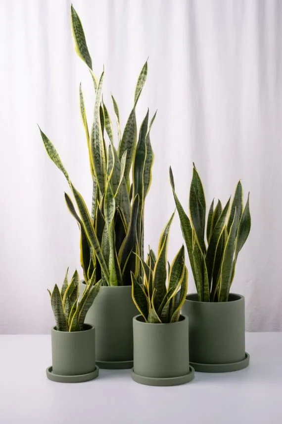Sansevieria Laurentii