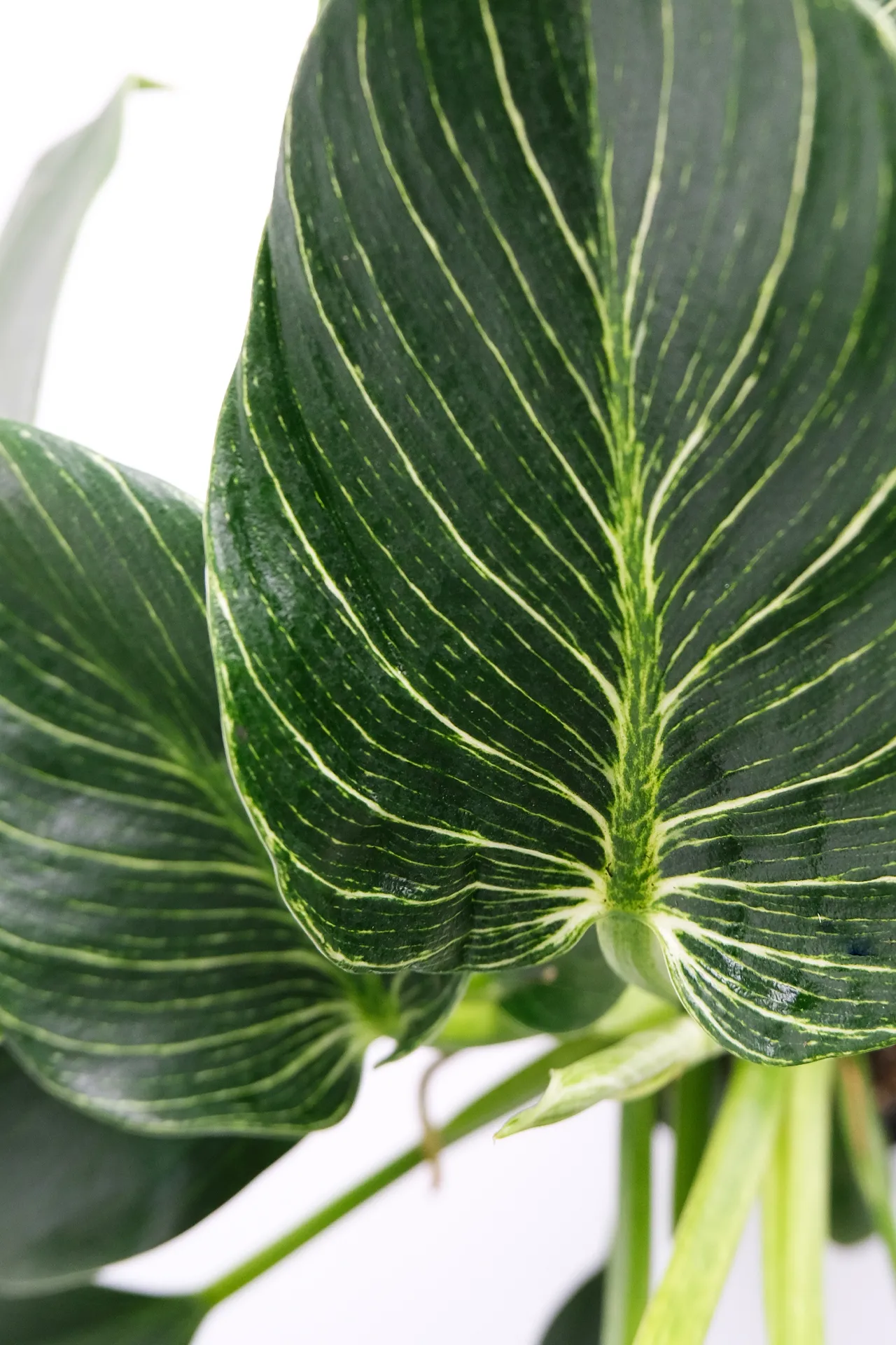 00_Philodendron White Stripe