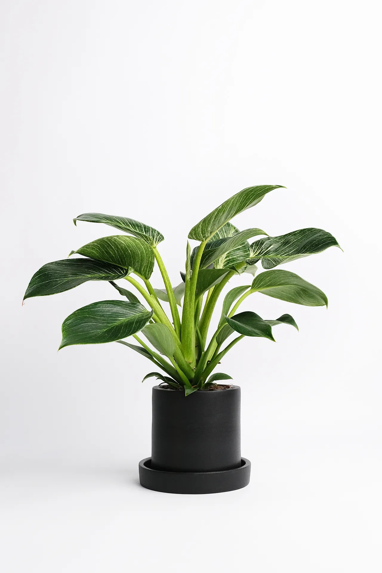 03_Philodendron White Stripe