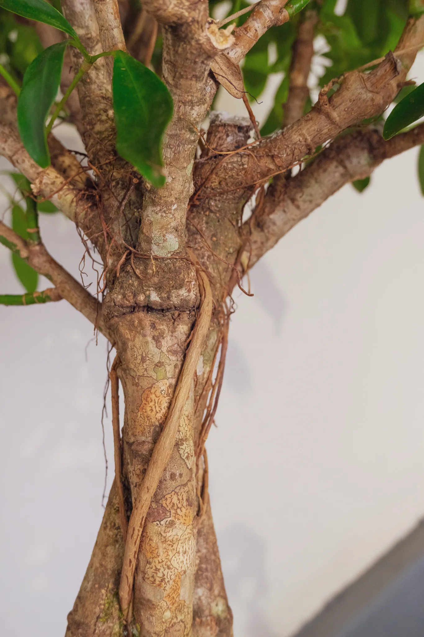 03_Schefflera Compacta super mare