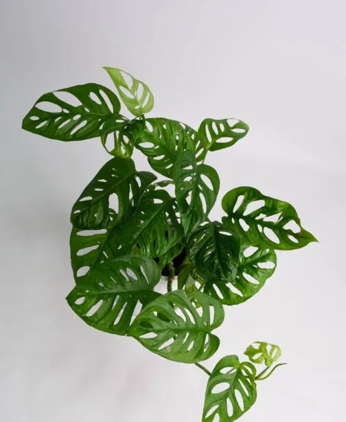 06_monstera monkey
