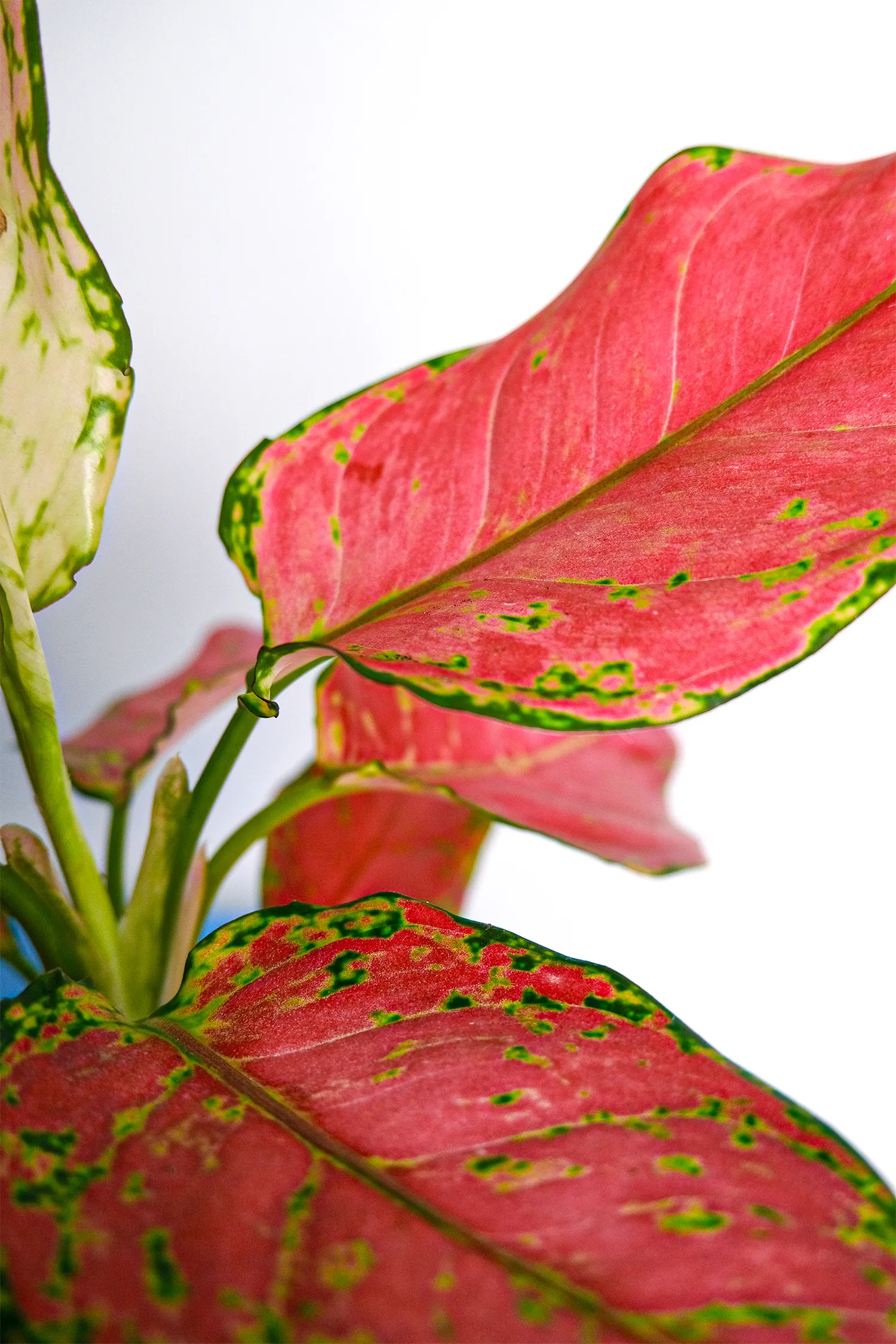 08_Aglaonema Red