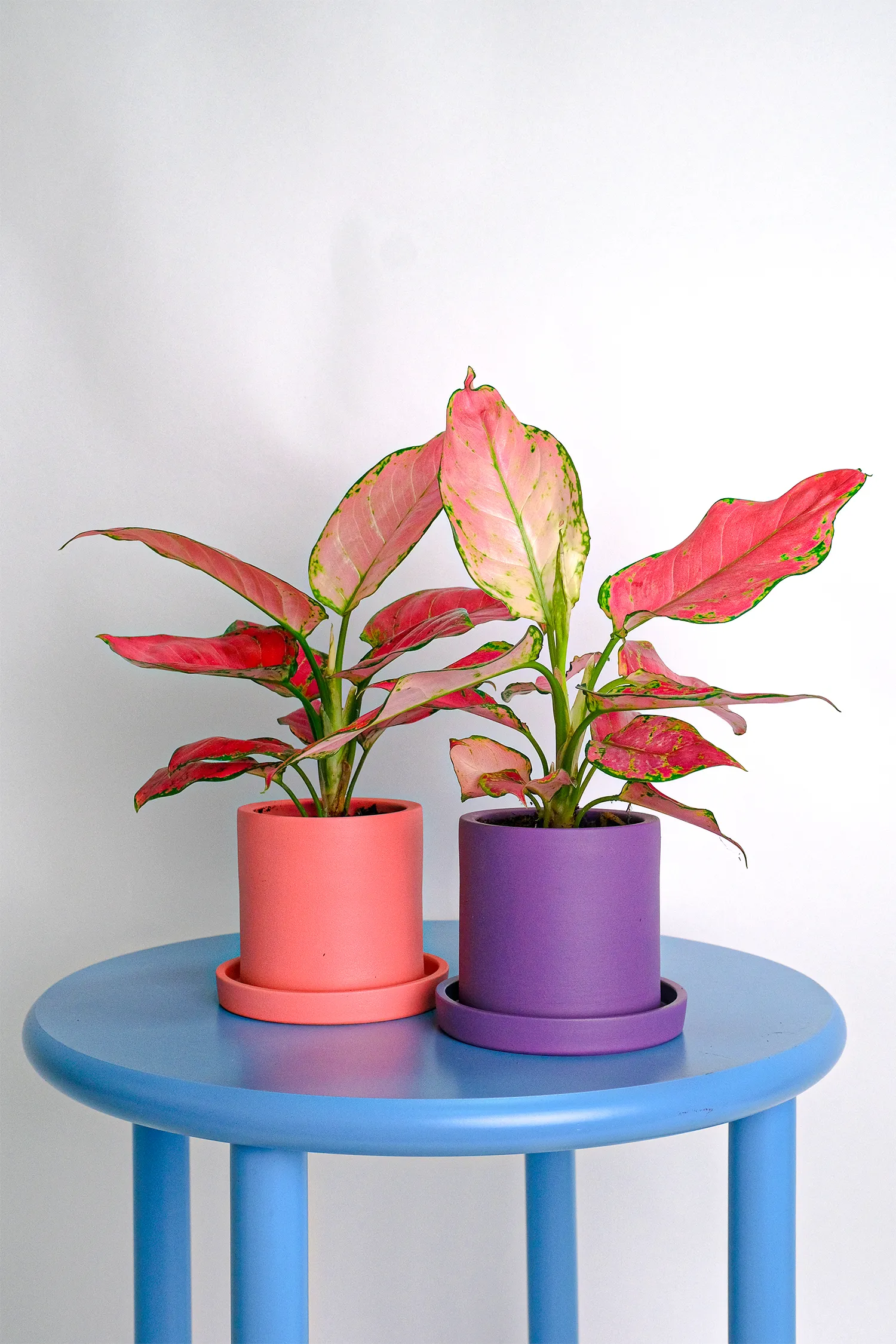 10_Aglaonema Red