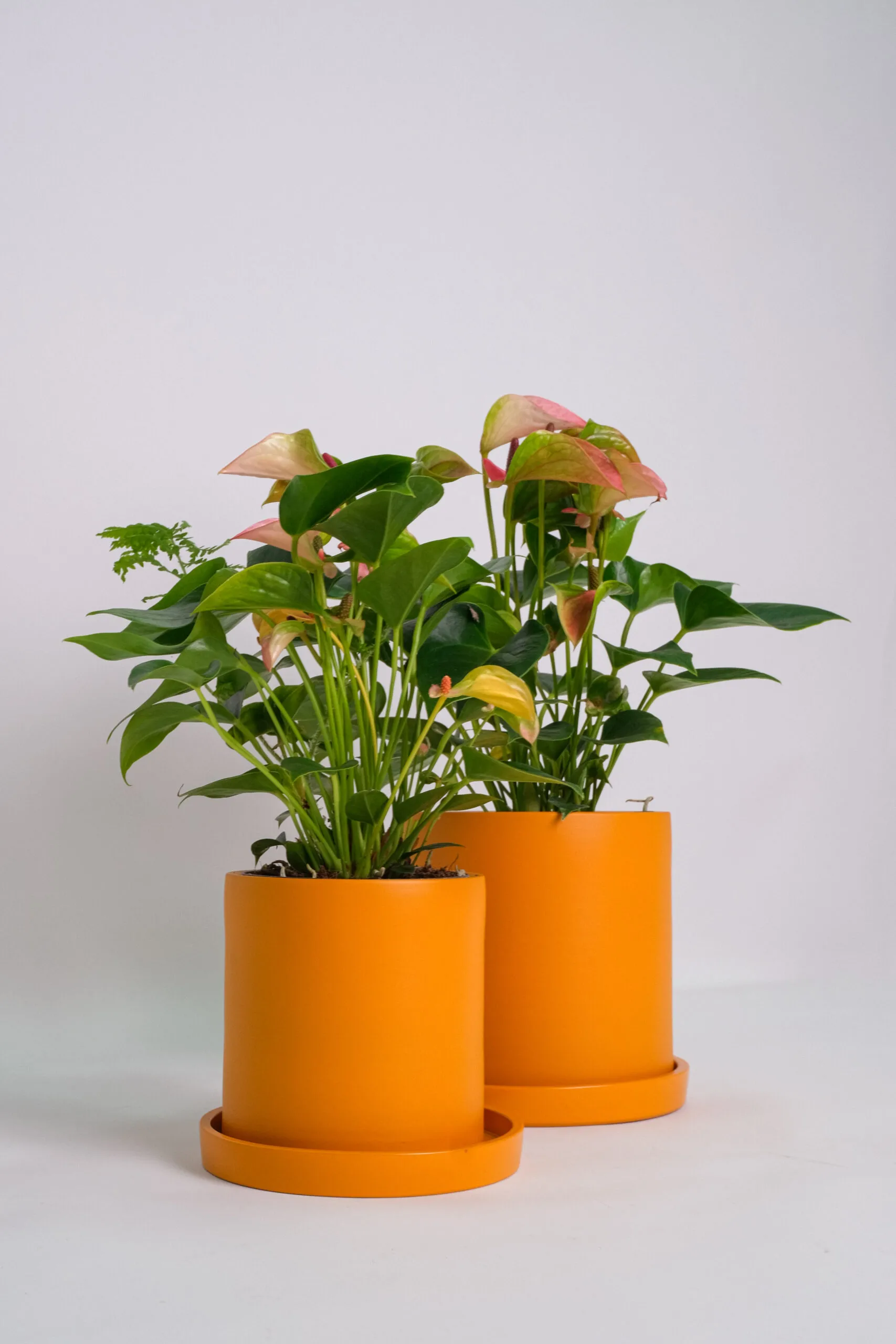 01_Ghiveci Ursula Portocaliu Galben