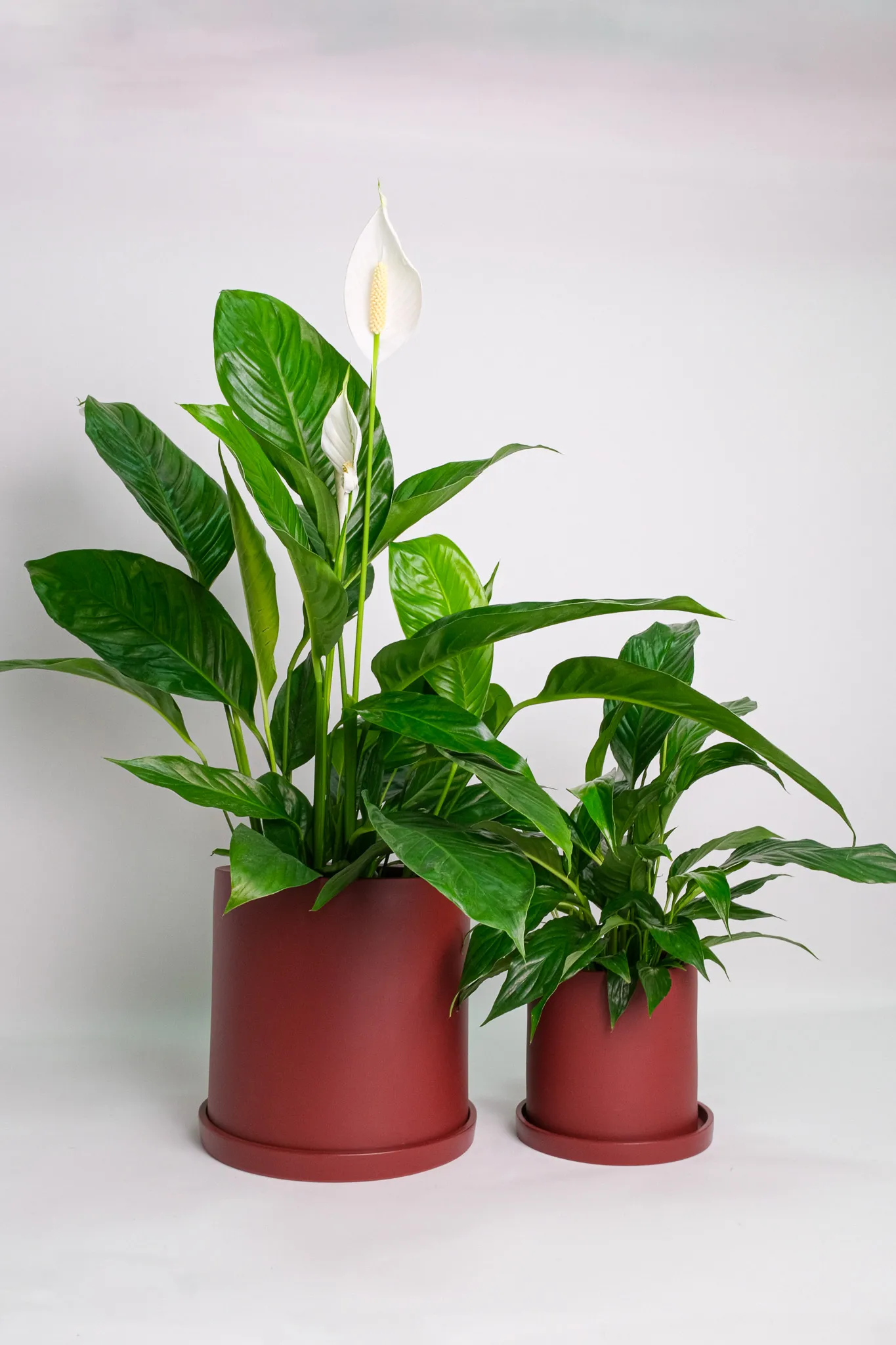 02_Ghiveci Ursula Bordo