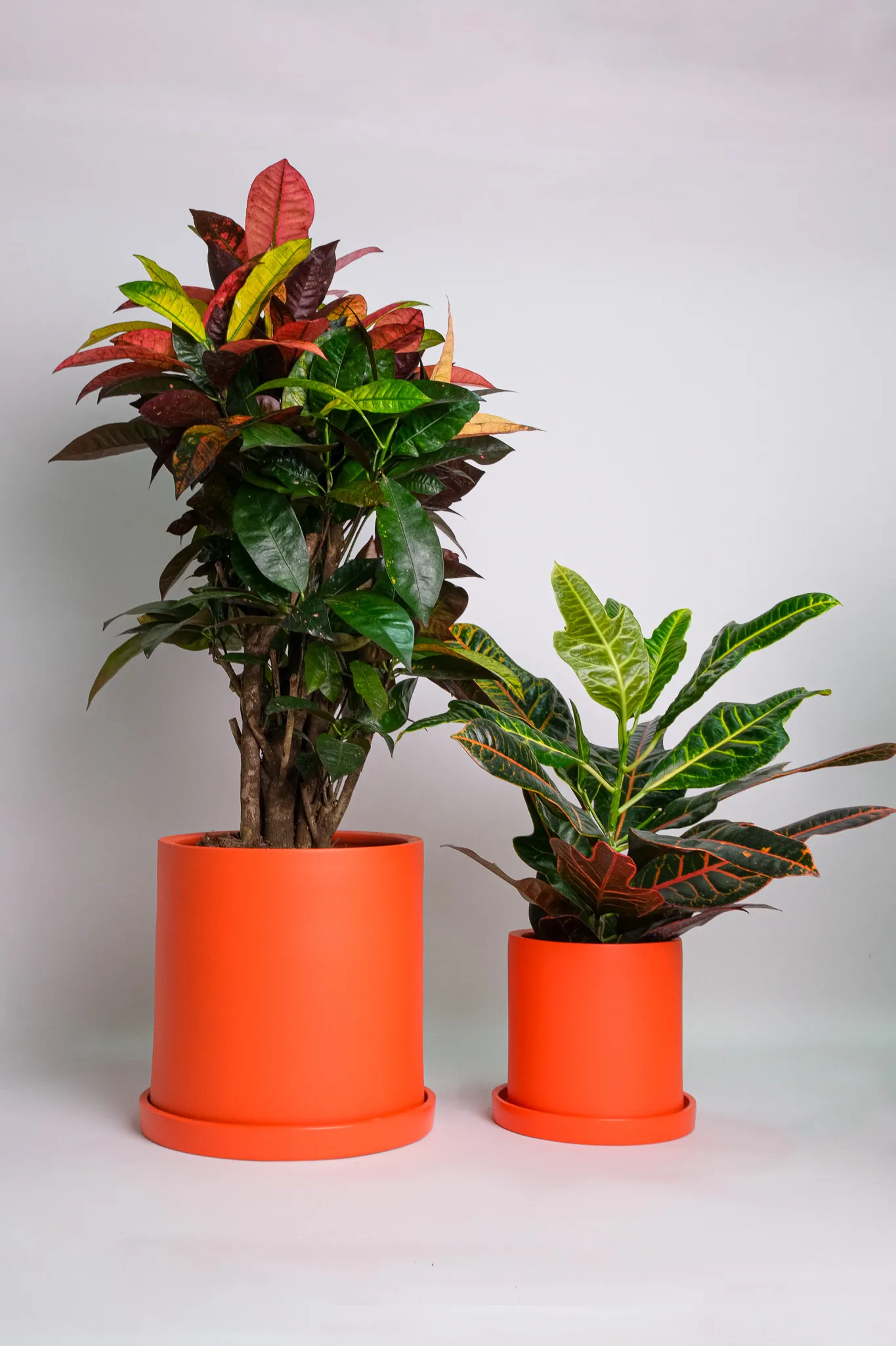 04_Ghiveci Ursula Portocal-Roșu