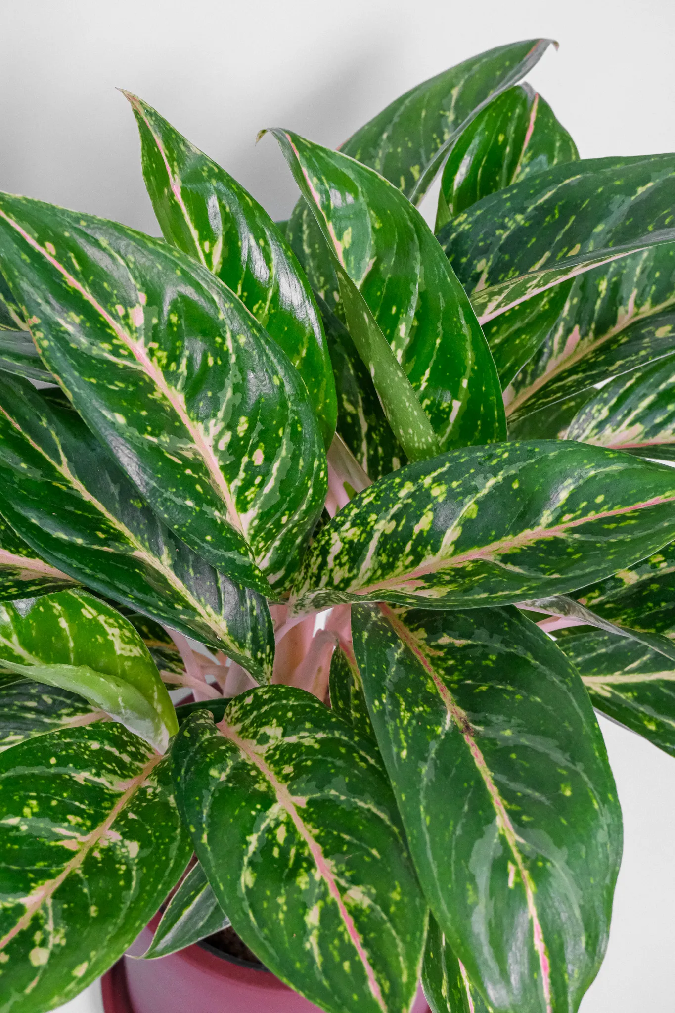 02_Aglaonema Coco Green